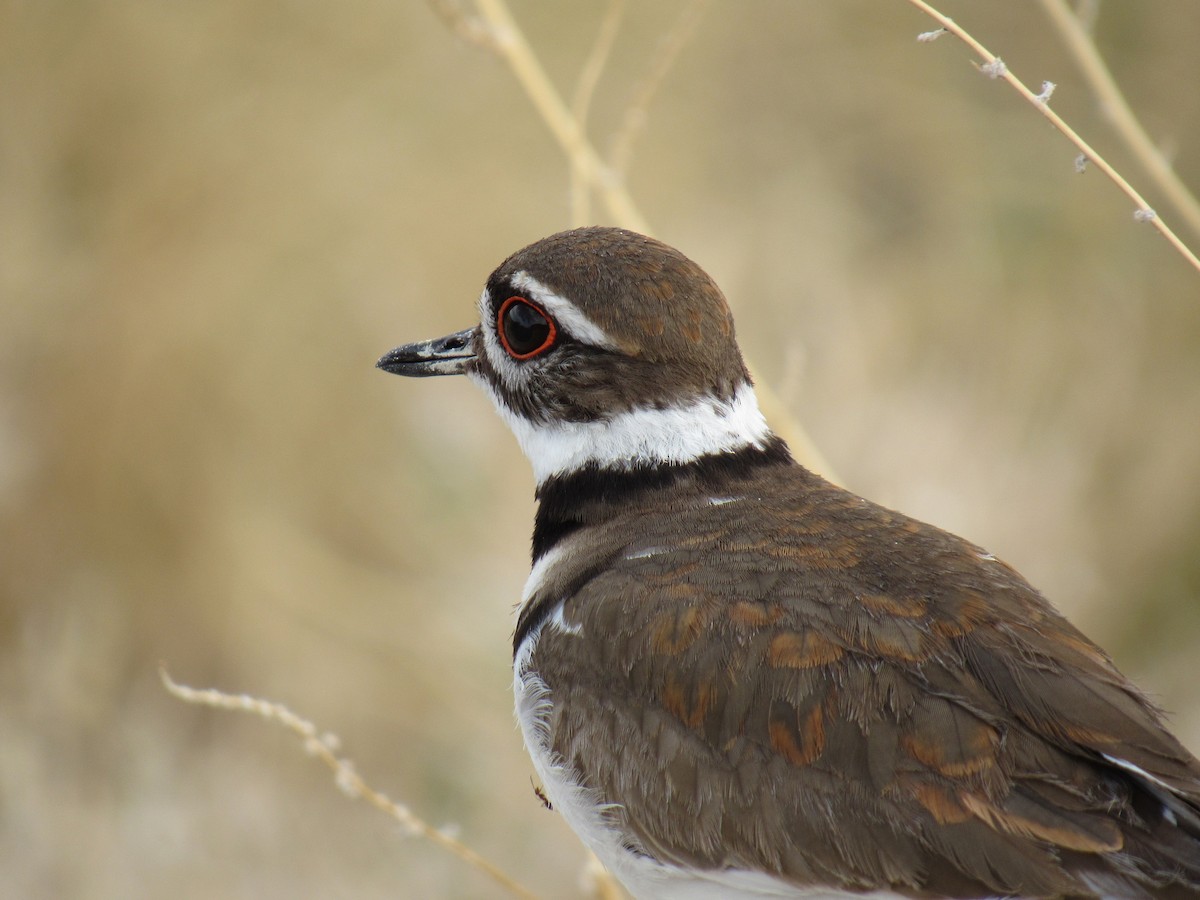 Killdeer - ML99262391