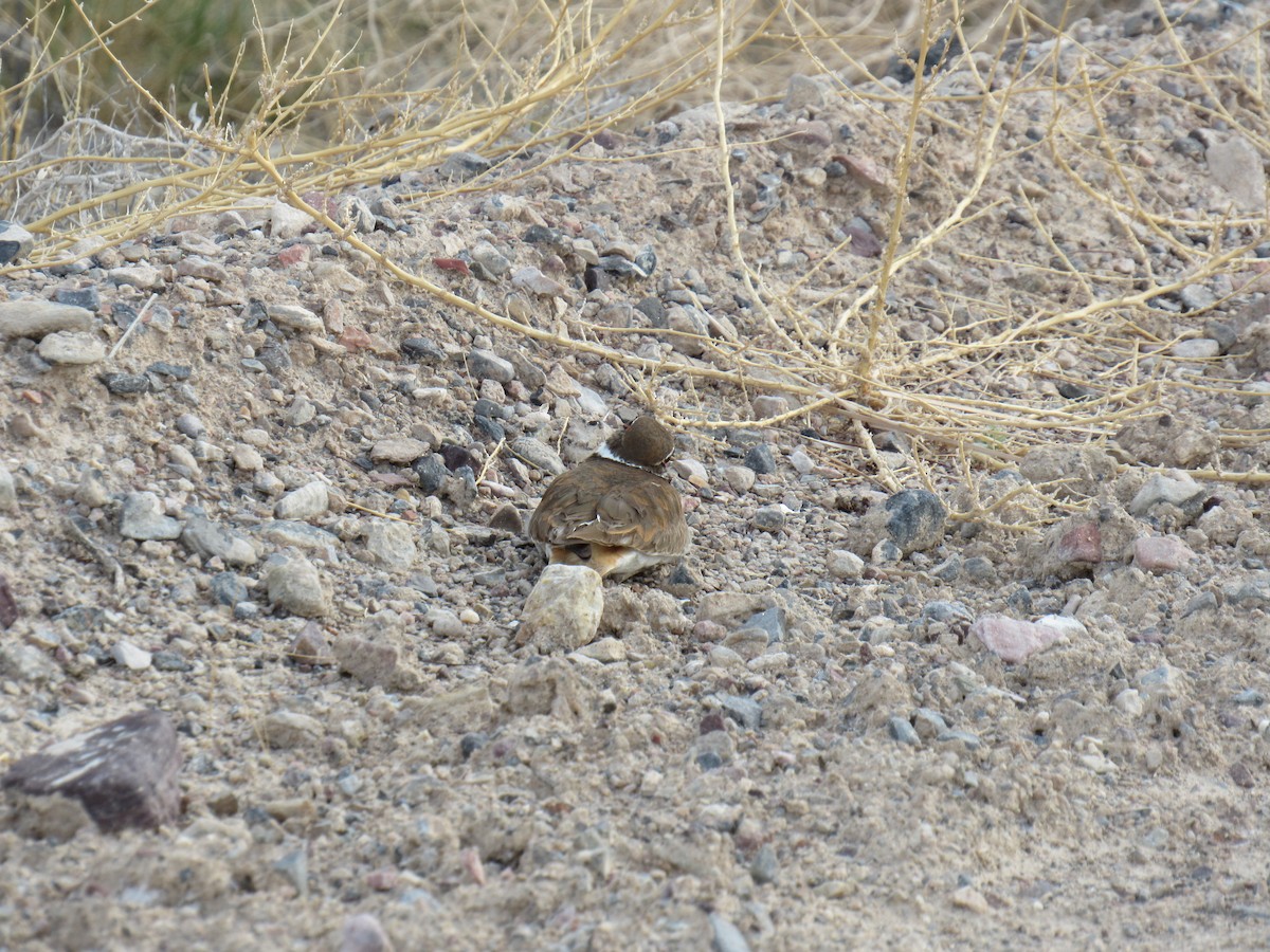 Killdeer - ML99262621