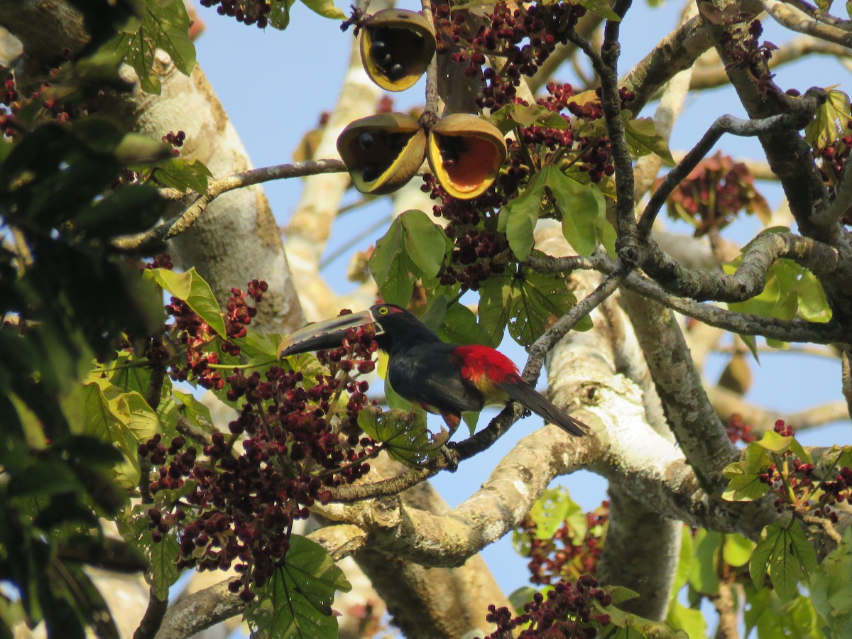 Collared Aracari (Stripe-billed) - ML99264821