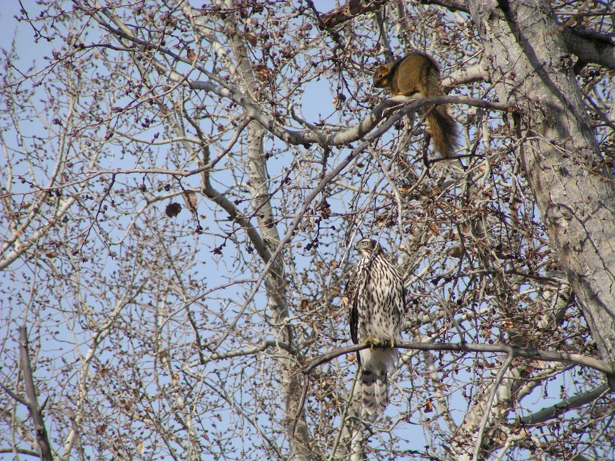 American Goshawk - ML99264971