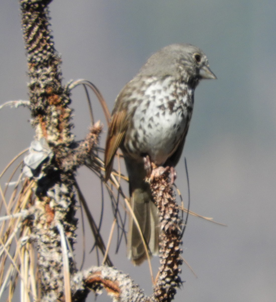 Fox Sparrow - ML99266571