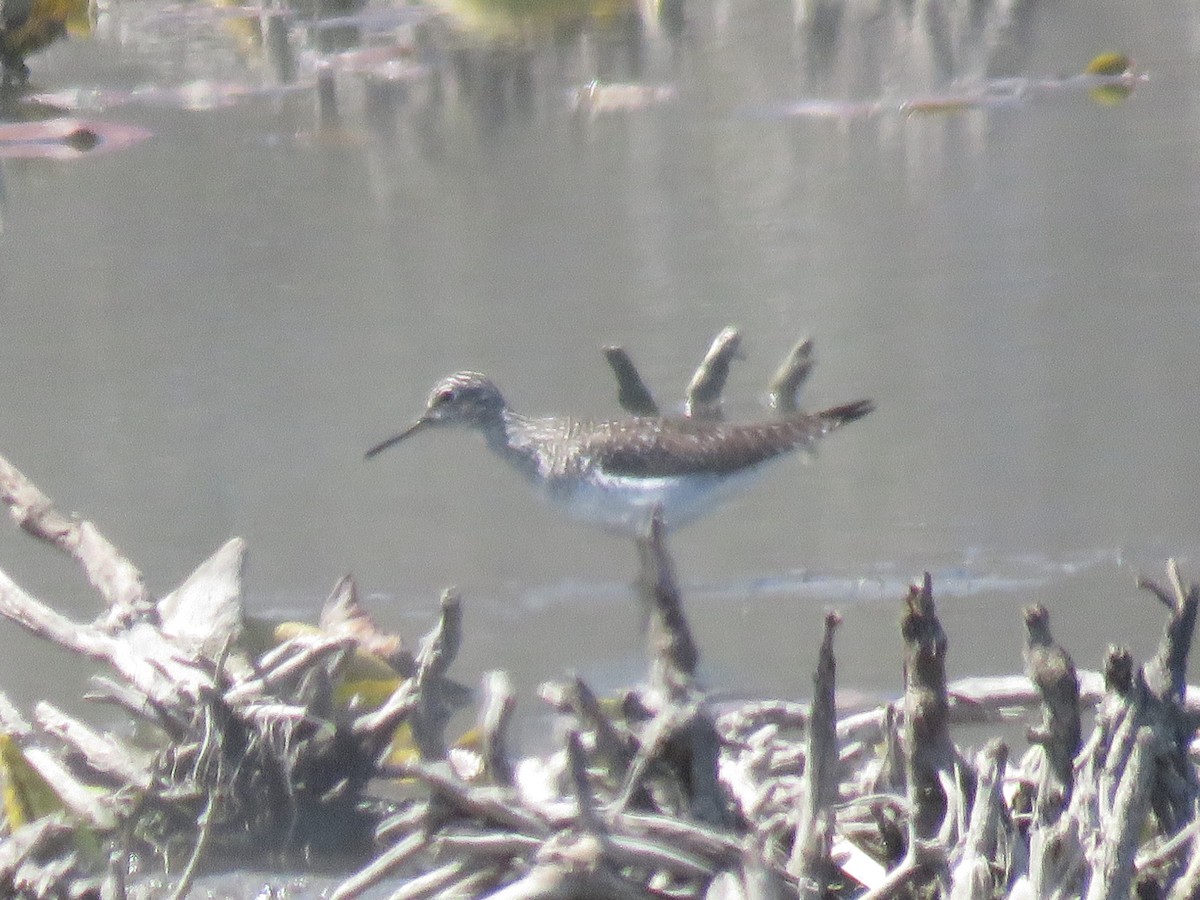 Solitary Sandpiper - ML99266781