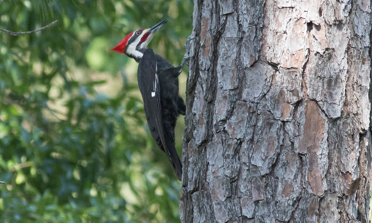 Pileated Woodpecker - ML99266811