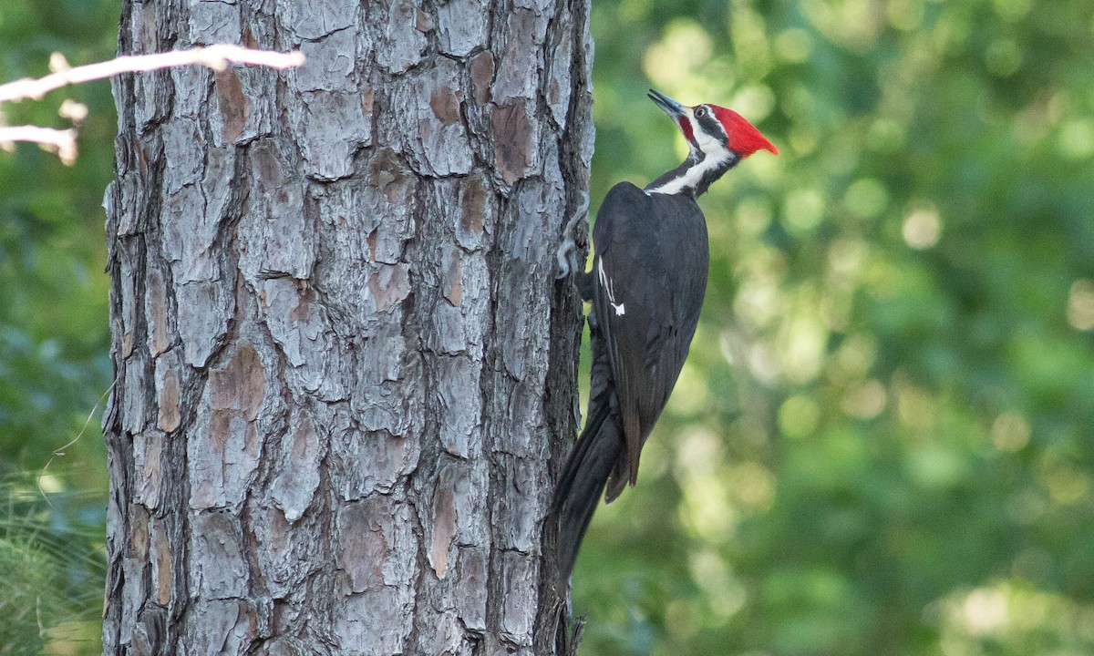 Pileated Woodpecker - ML99266831