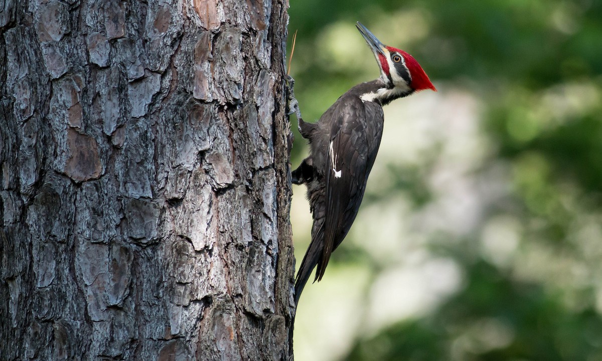 Pileated Woodpecker - ML99266861