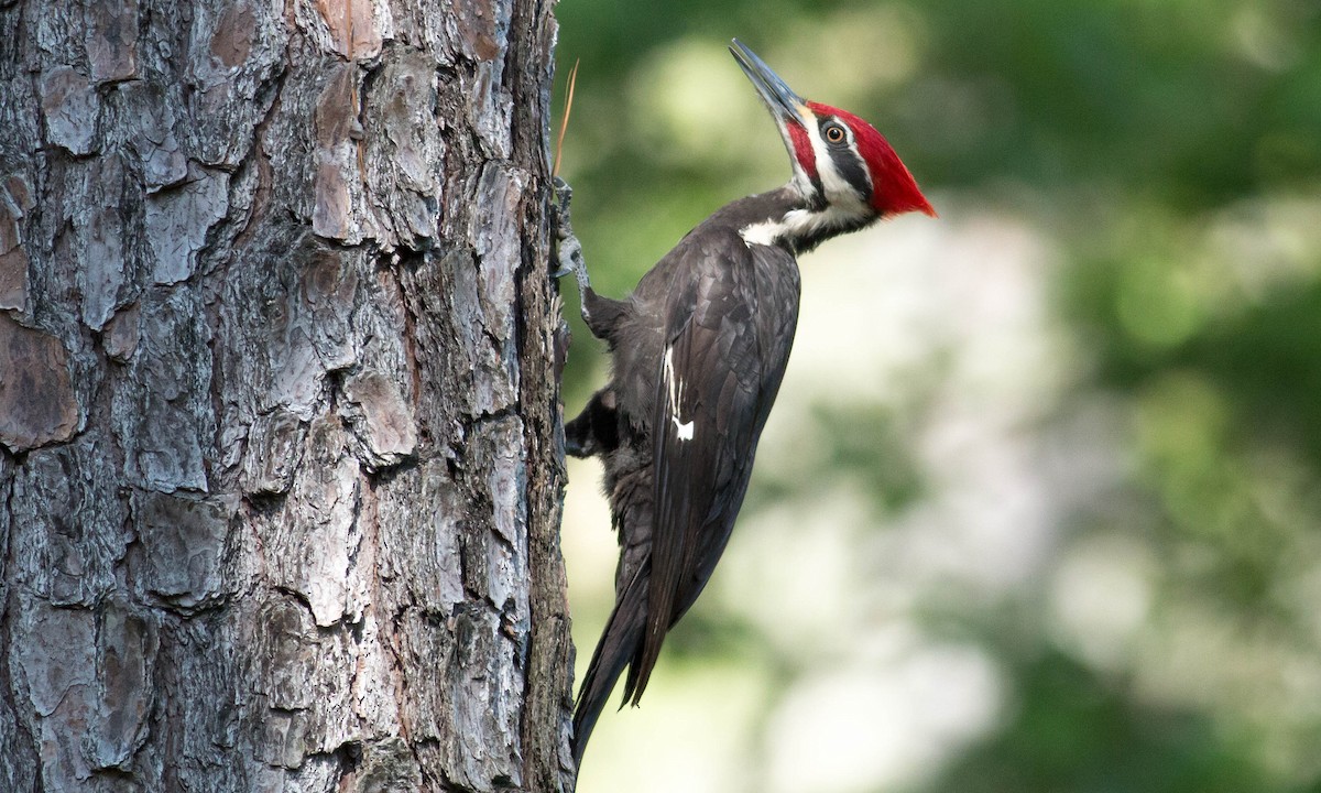 Pileated Woodpecker - ML99266881