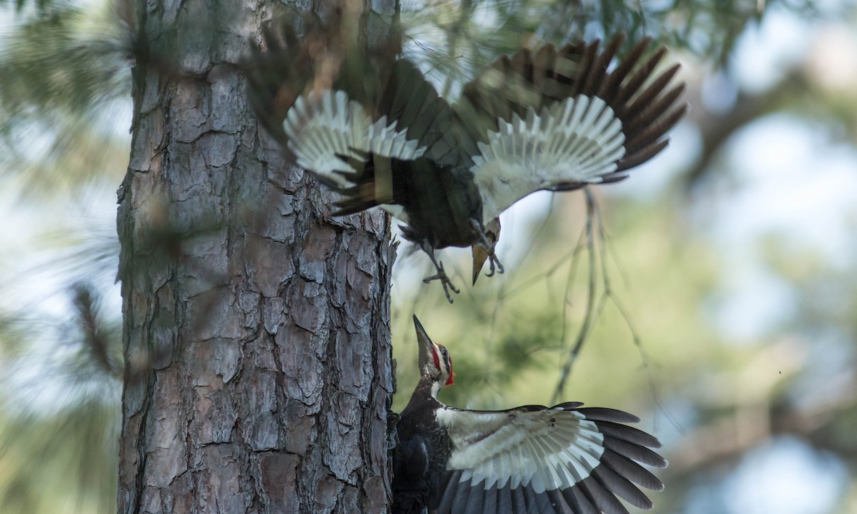 Pileated Woodpecker - ML99266901