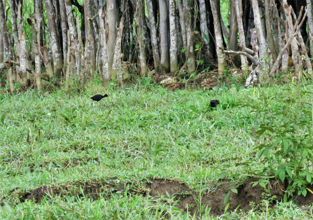 Wattled Jacana (Black-backed) - ML99267301