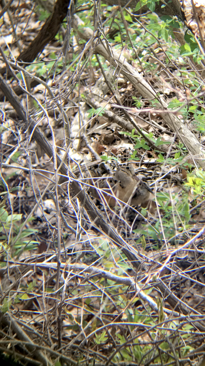 American Woodcock - ML99267811