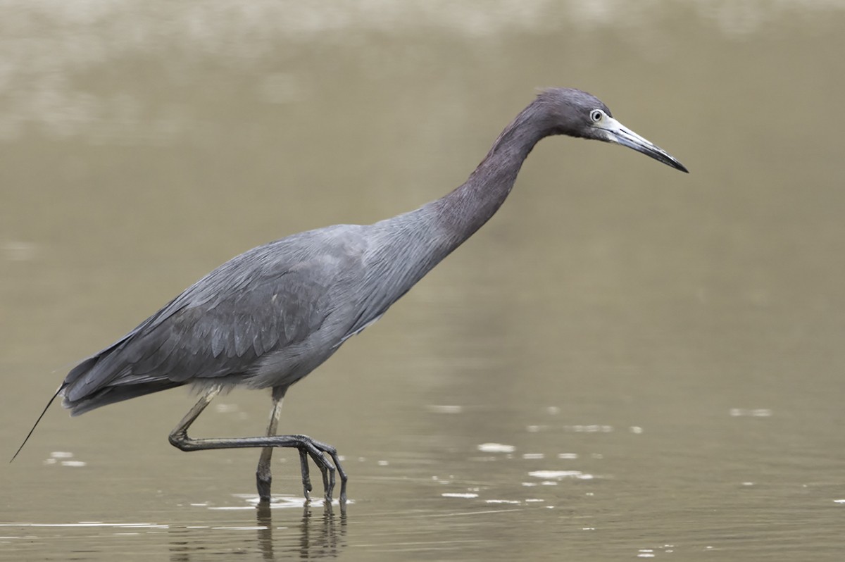 Little Blue Heron - ML99267861