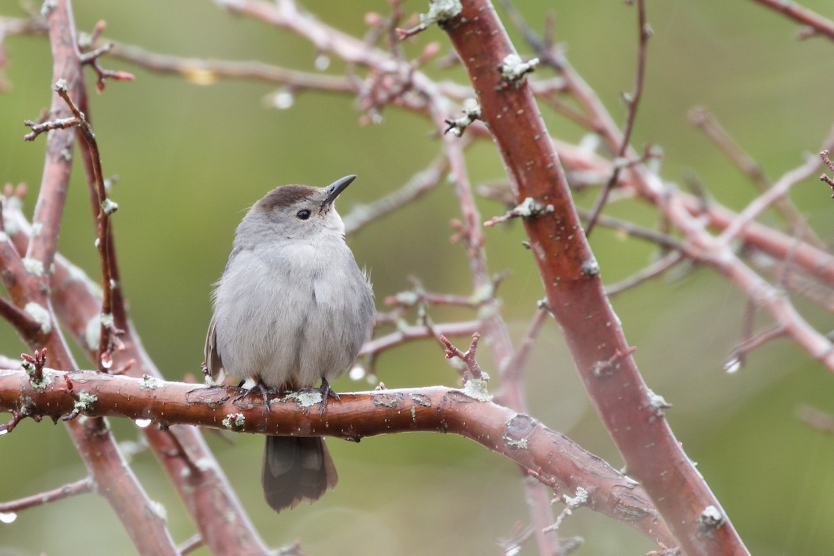 Gray Catbird - John P Richardson