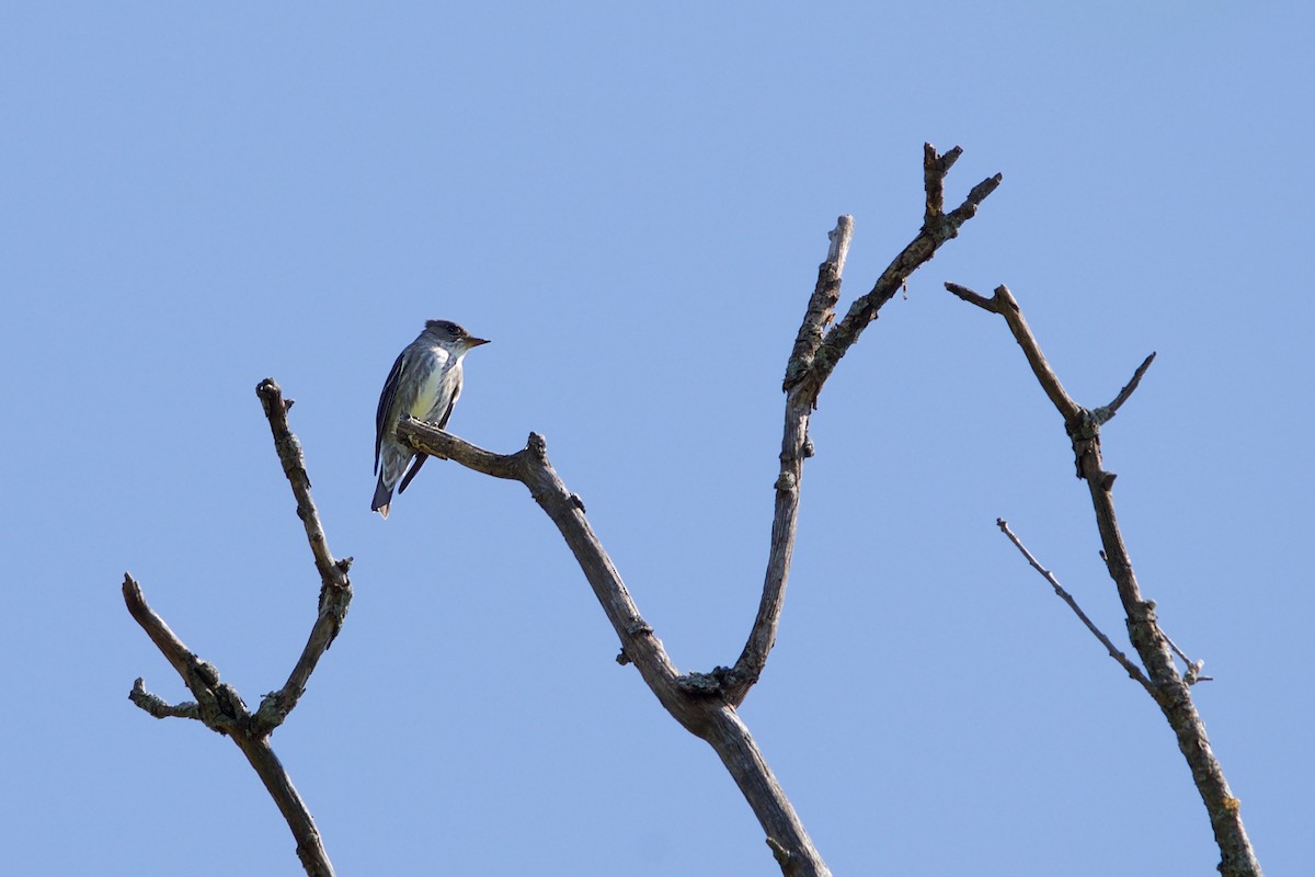 Olive-sided Flycatcher - ML99270031
