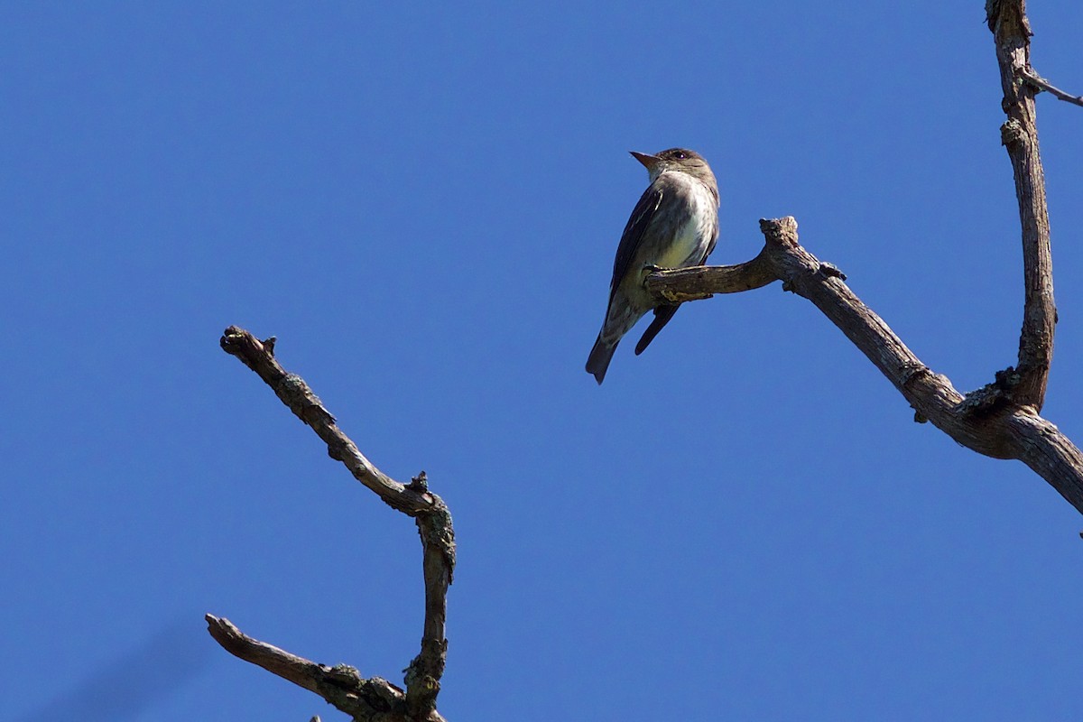 Olive-sided Flycatcher - ML99270051