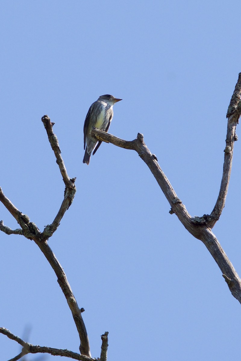 Olive-sided Flycatcher - ML99270261