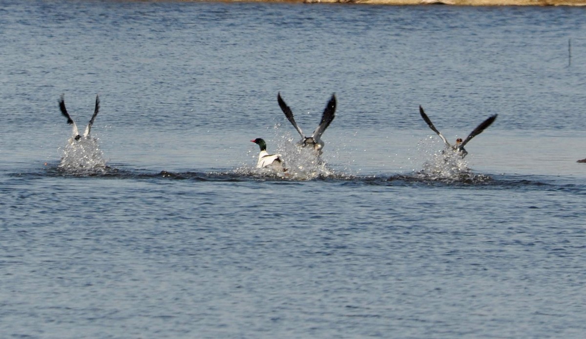 Common Merganser - ML99271491