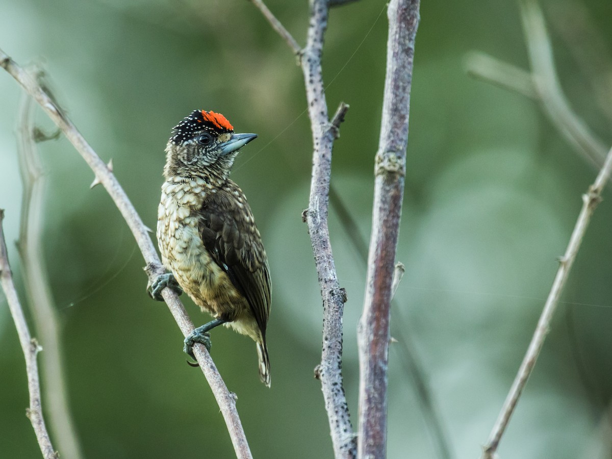 Arrowhead Piculet - Nick Athanas