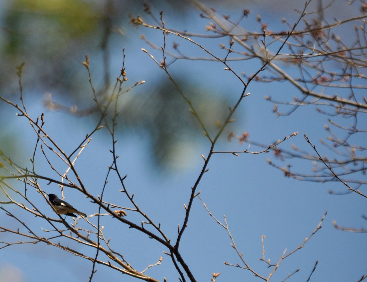 Black-throated Blue Warbler - ML99273081