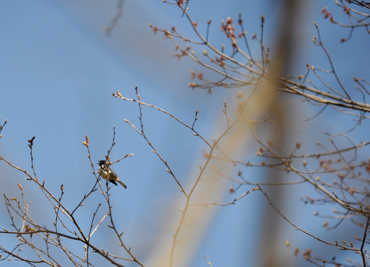 Black-throated Blue Warbler - ML99273101