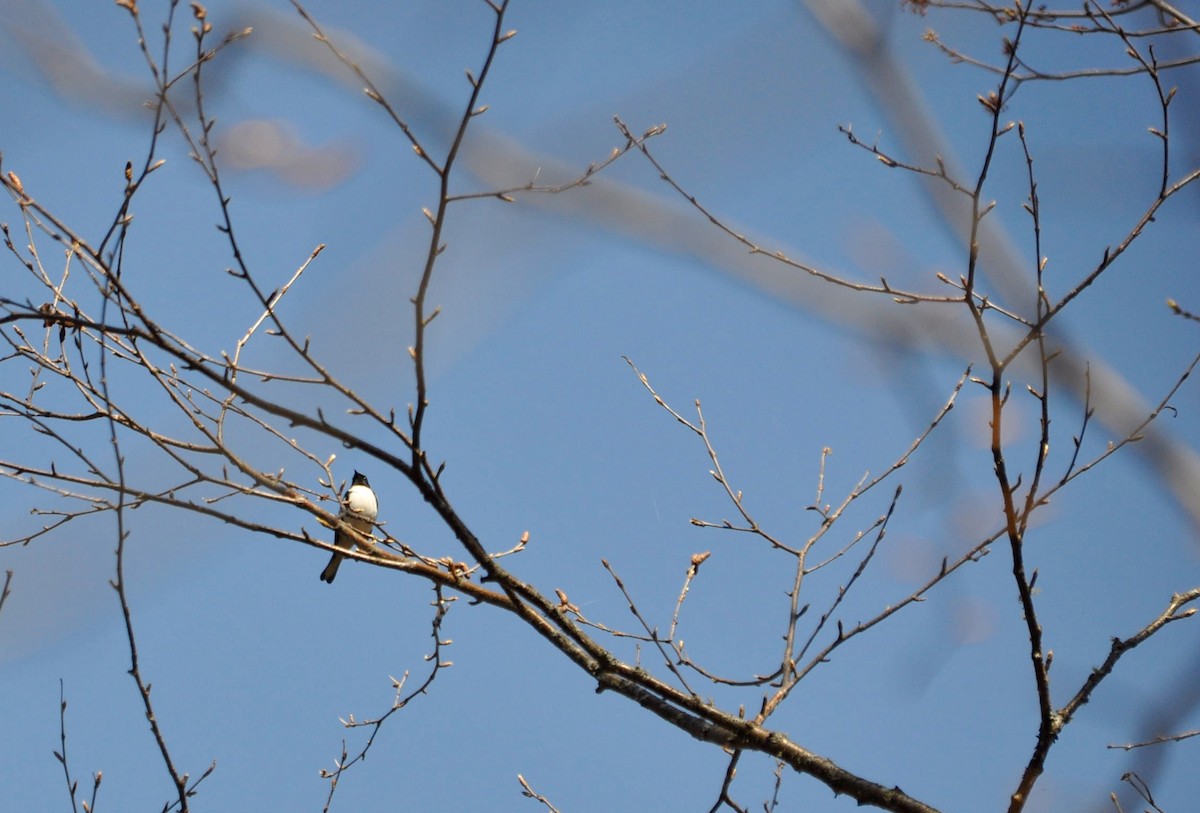 Black-throated Blue Warbler - ML99273121