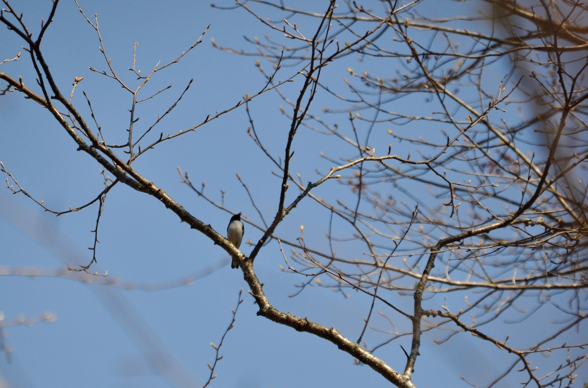 Black-throated Blue Warbler - ML99273141