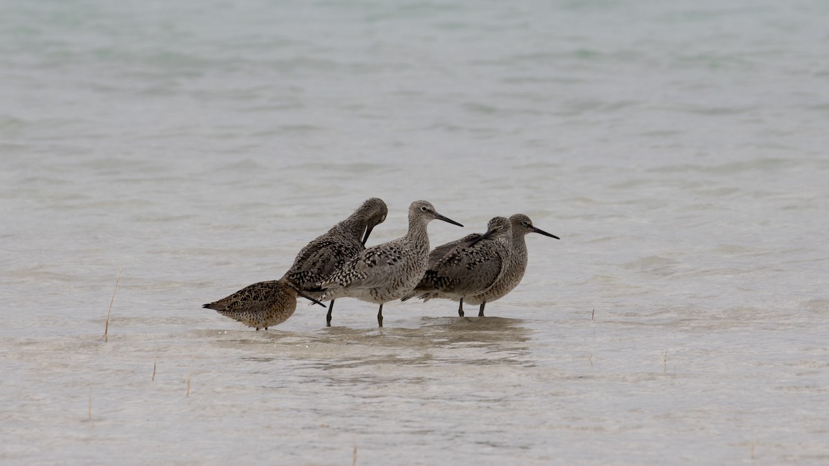 Willet - ML99273321