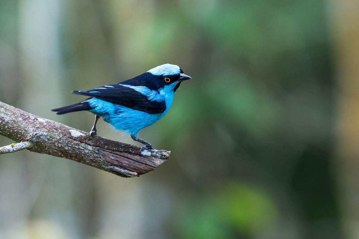 Turquoise Dacnis - ML99274371