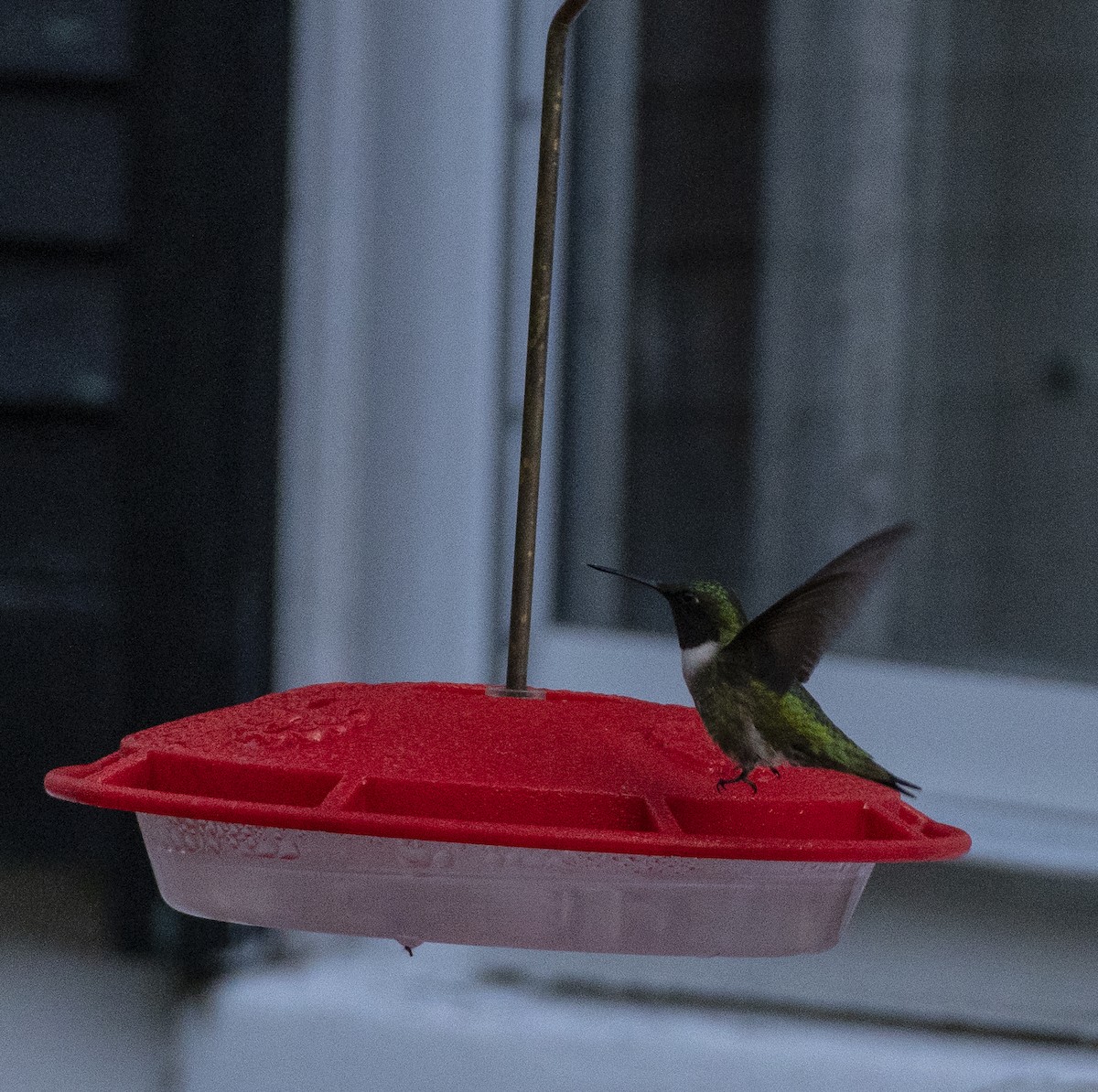 Ruby-throated Hummingbird - ML99275101