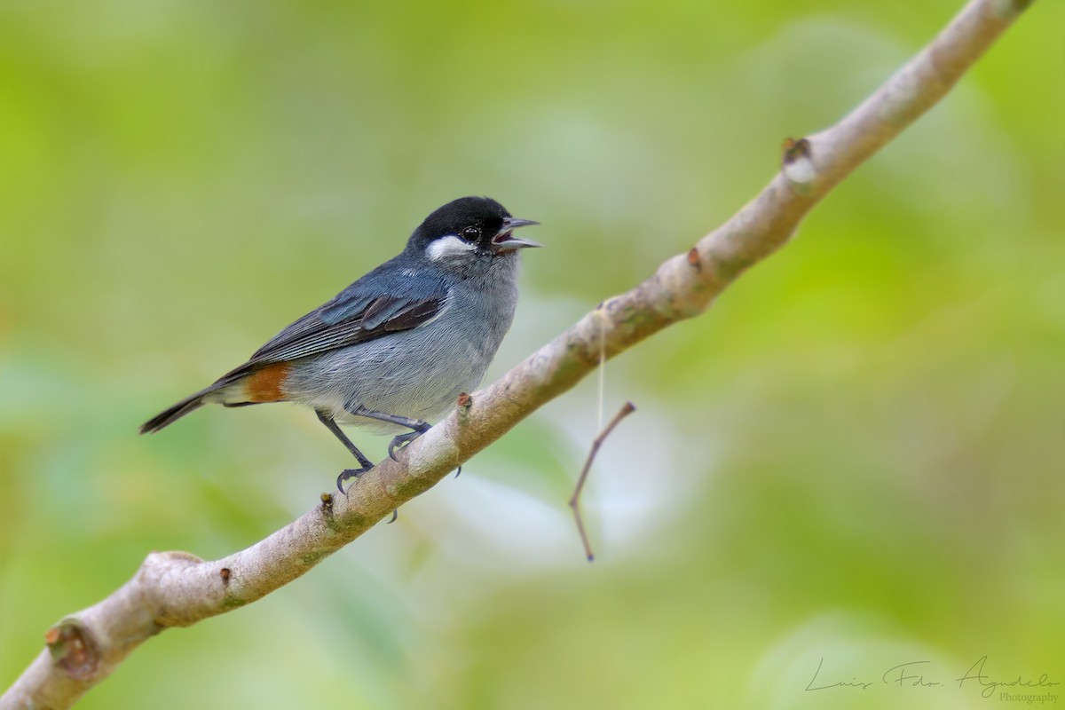 White-eared Conebill - Luis  Agudelo