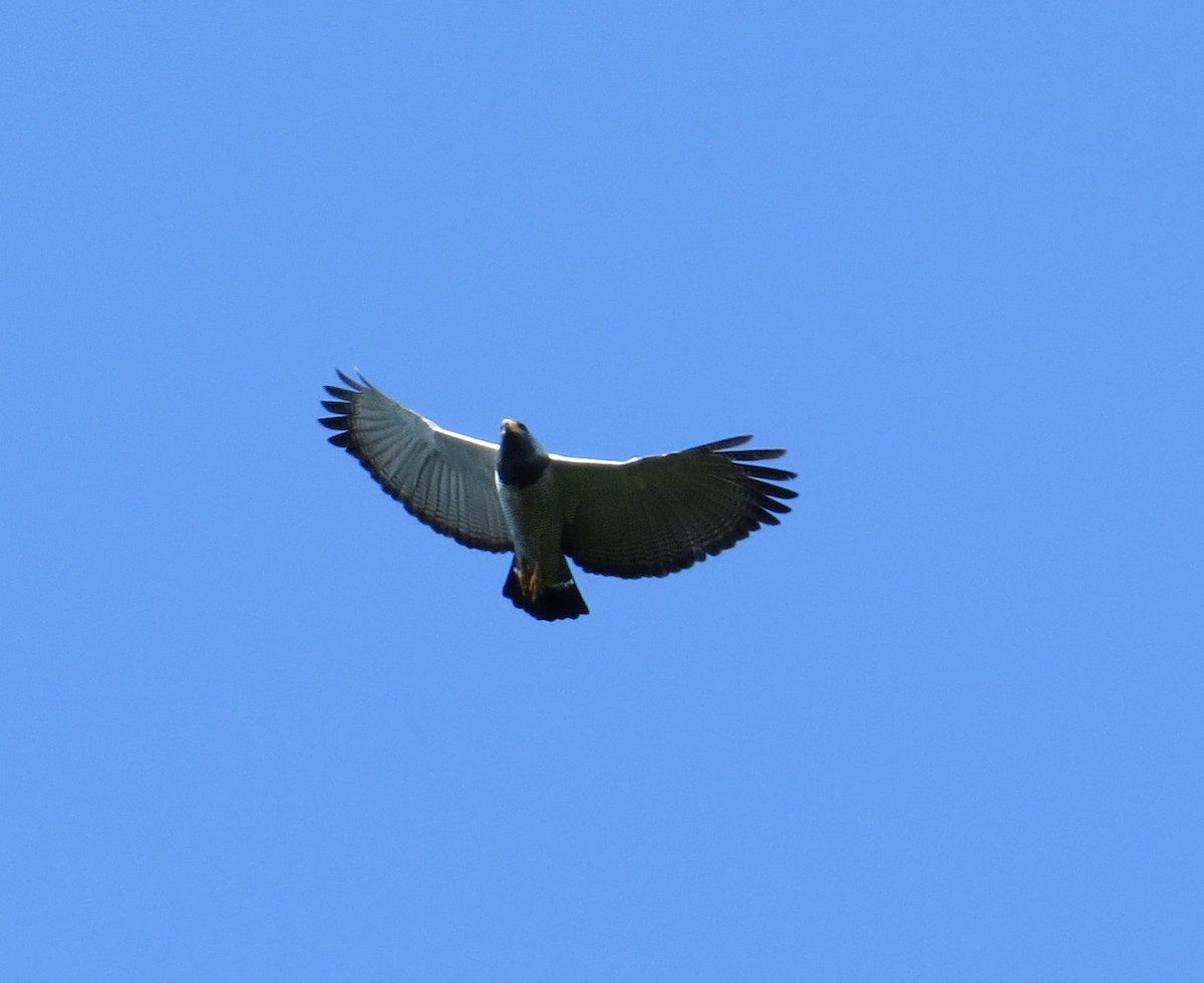 Barred Hawk - ML99277431