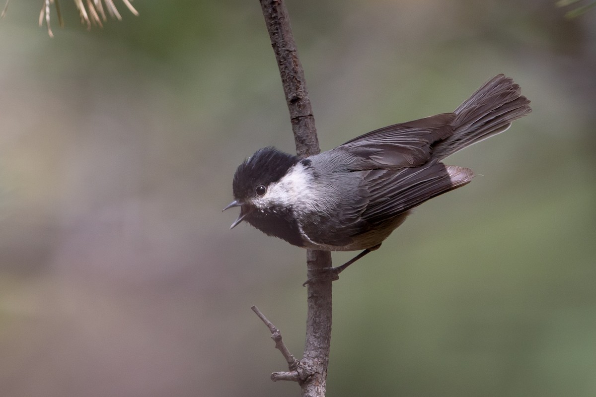 Mexican Chickadee - ML99277641