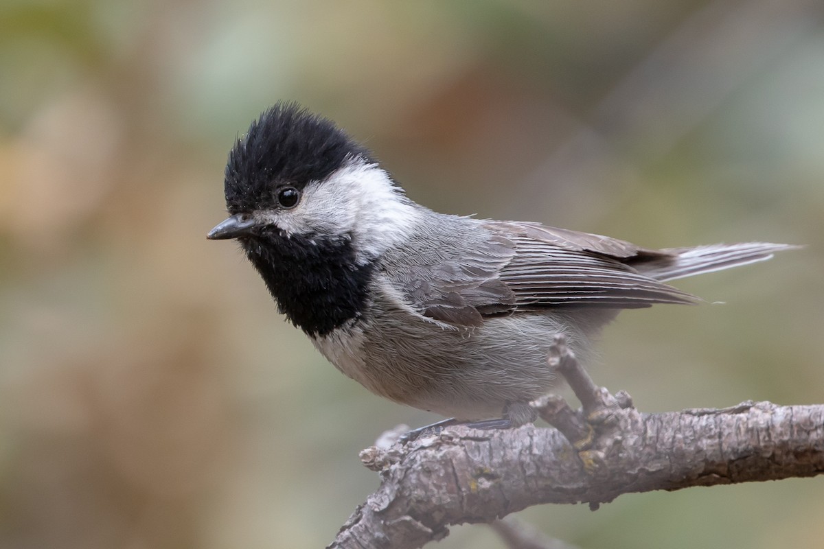 Mexican Chickadee - ML99277661