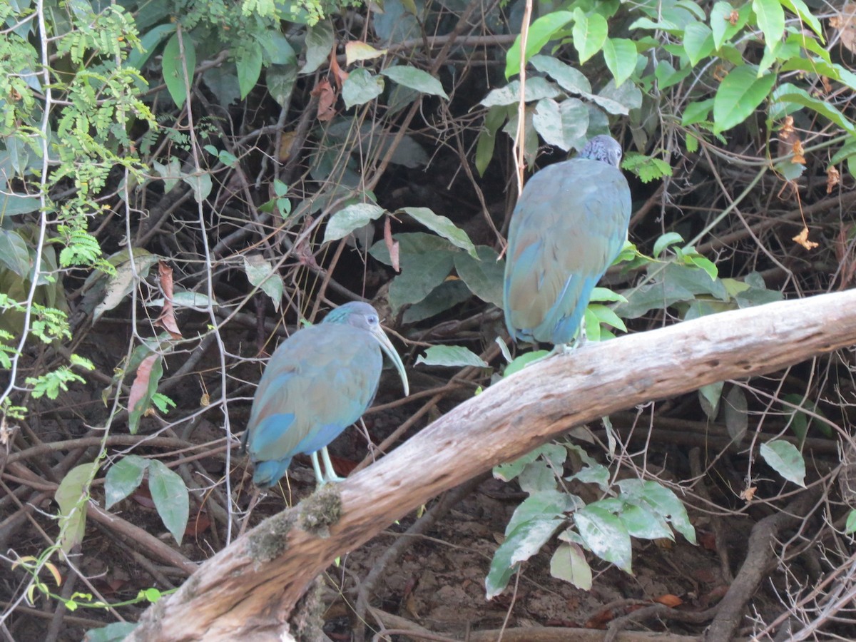 Green Ibis - Bruce Barrett