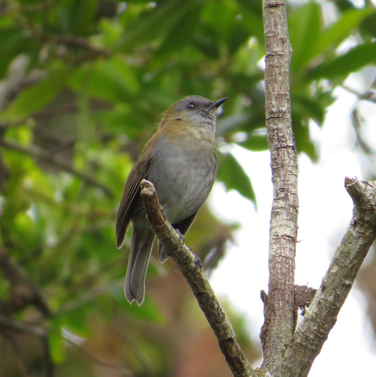 Black-billed Nightingale-Thrush - Brittany O'Connor