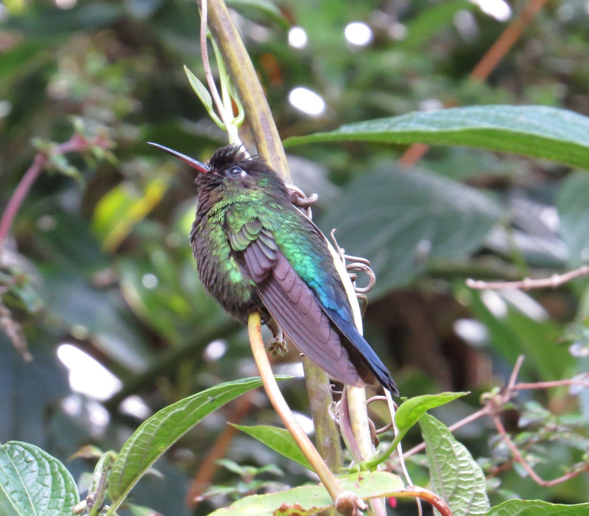 Fiery-throated Hummingbird - ML99278211