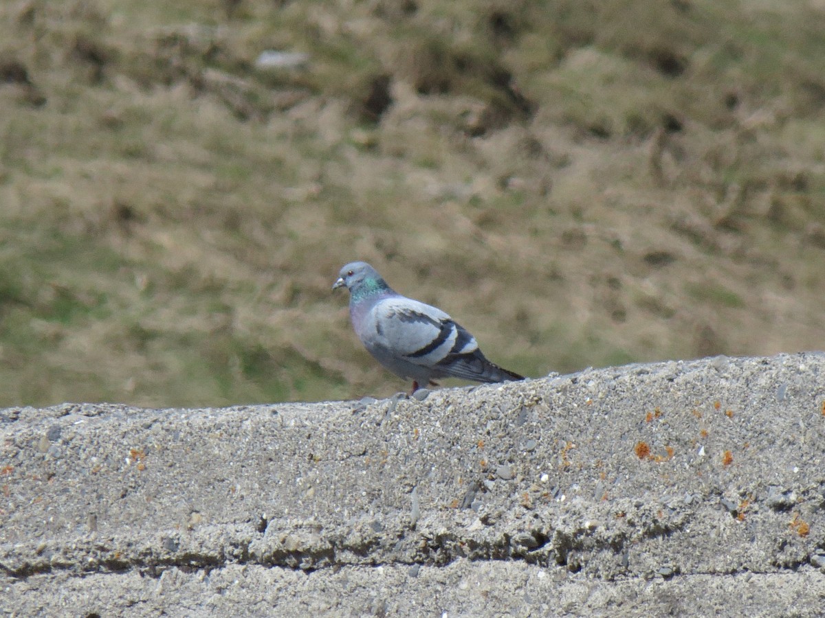 Rock Pigeon (Wild type) - Yury Shashenko