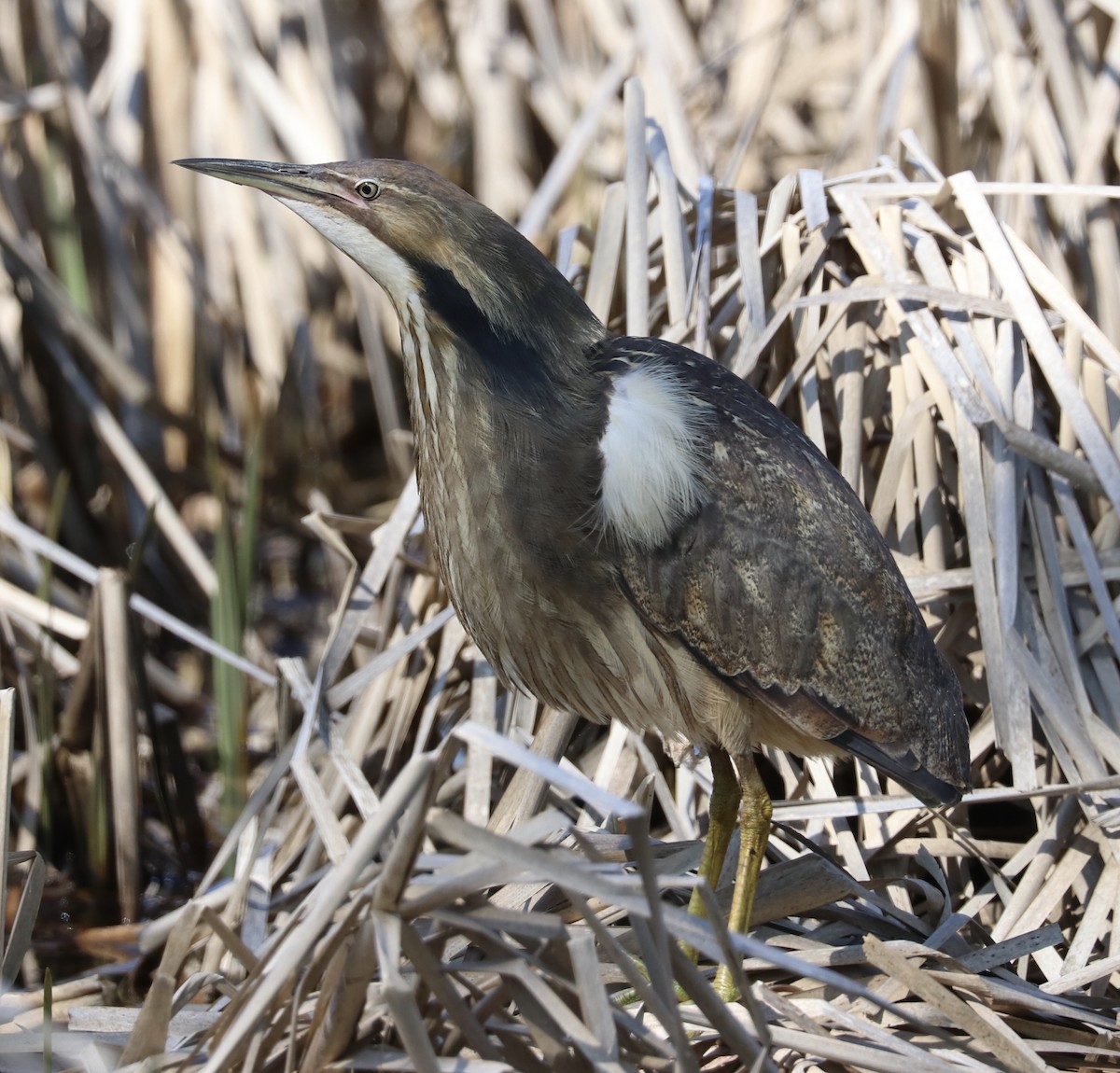 American Bittern - Elizabeth Curley