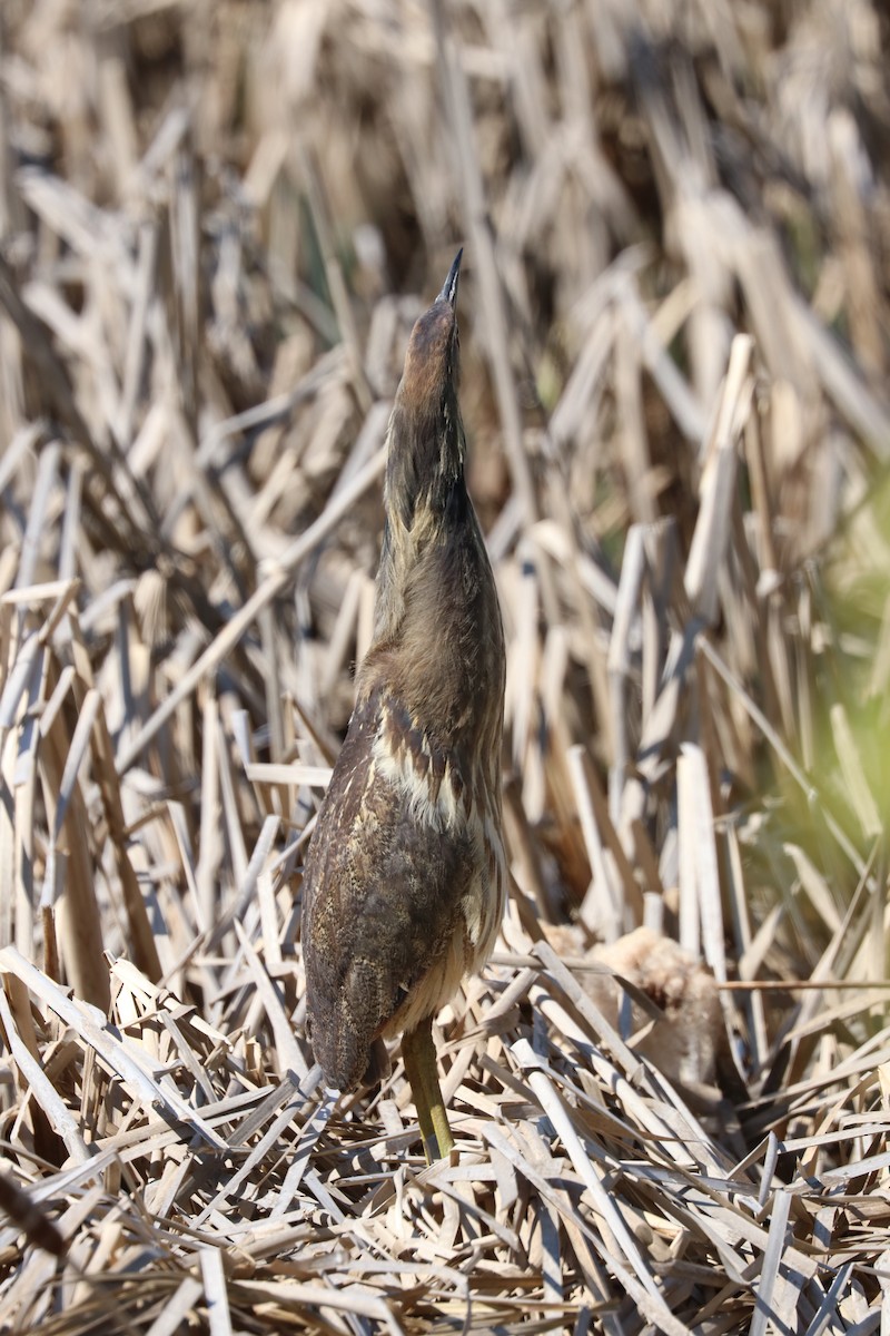 American Bittern - ML99278741