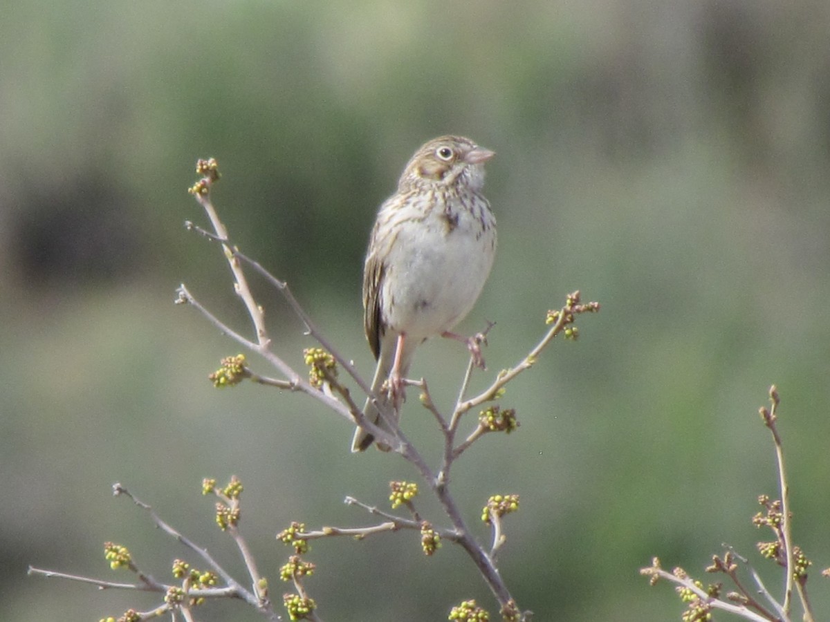 Vesper Sparrow - ML99278831
