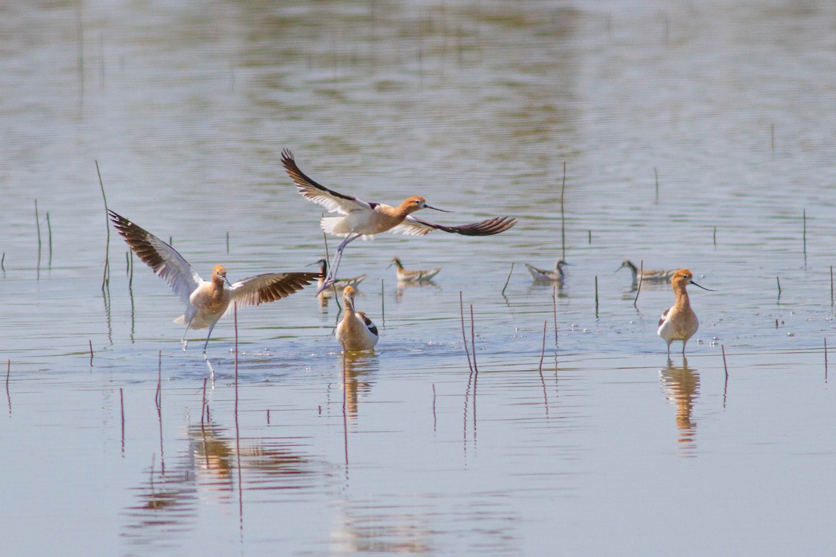 American Avocet - Bill Lupardus