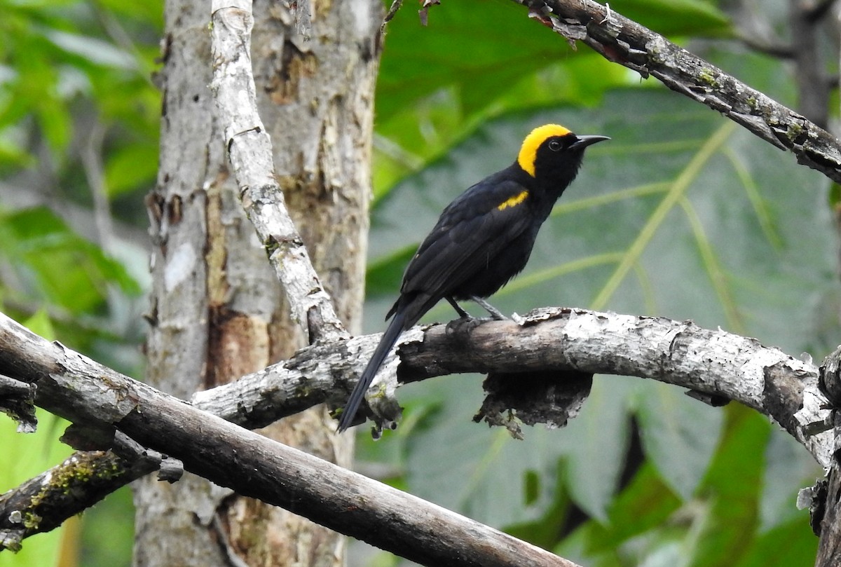 アカカタムクドリモドキ（chrysocephalus） - ML99282501