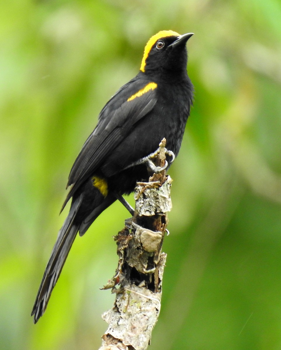 Turpial Boyerito (chrysocephalus) - ML99282661