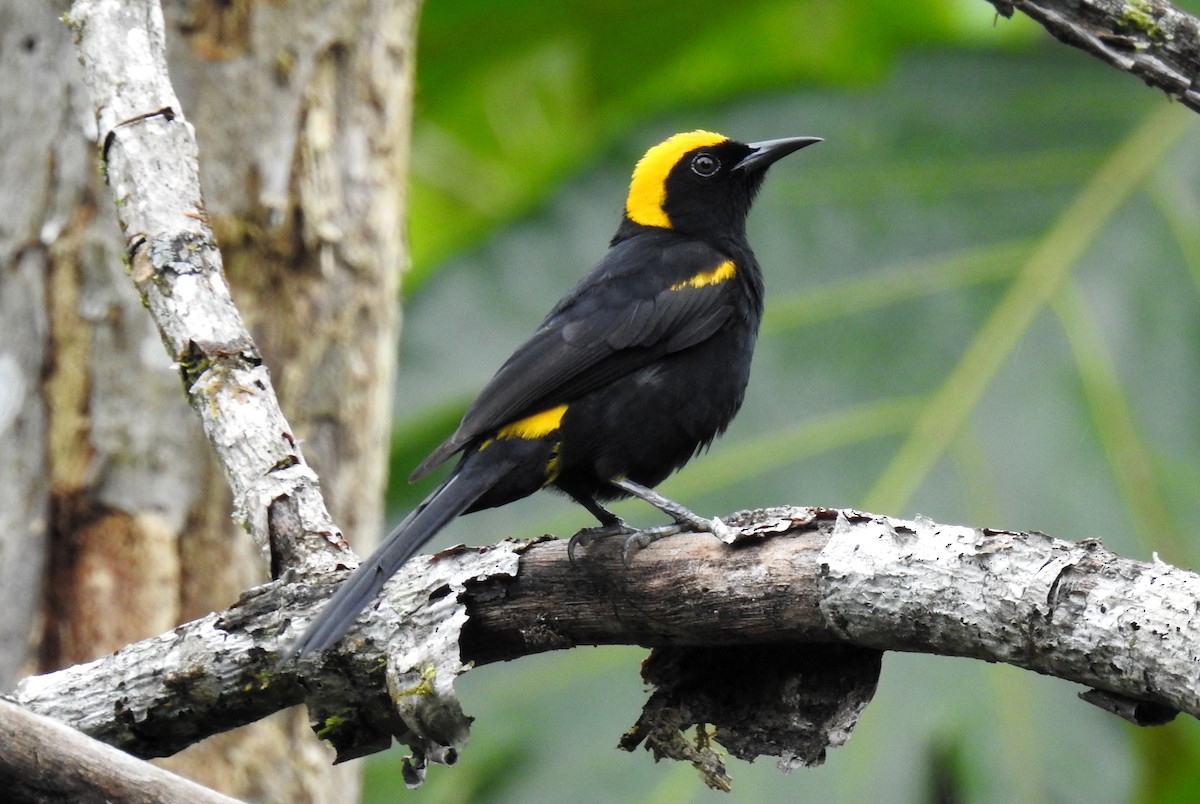 epålettrupial (chrysocephalus) (morichetrupial) - ML99282711