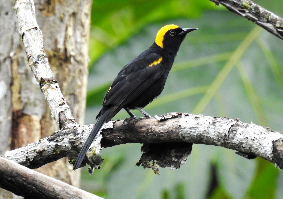 Turpial Boyerito (chrysocephalus) - ML99282871