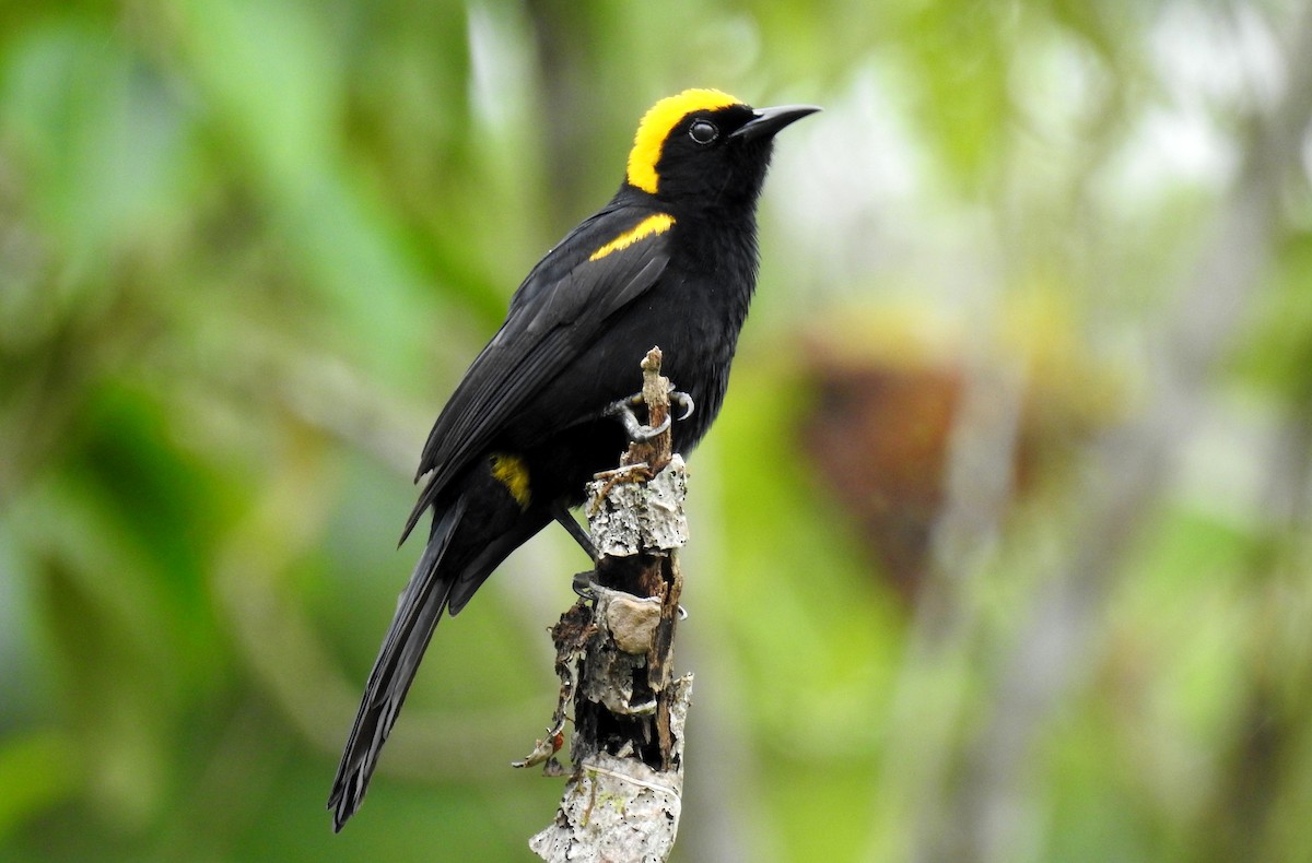 Turpial Boyerito (chrysocephalus) - ML99282881