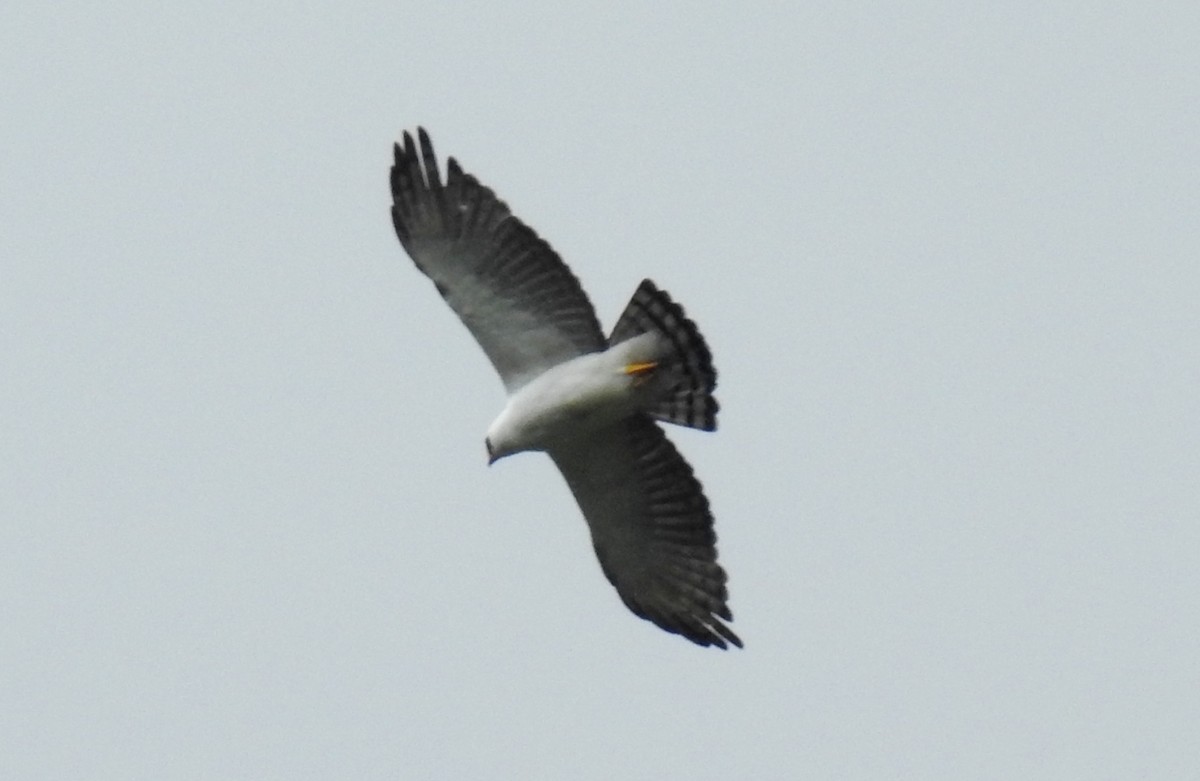 Águila Blanquinegra - ML99285101