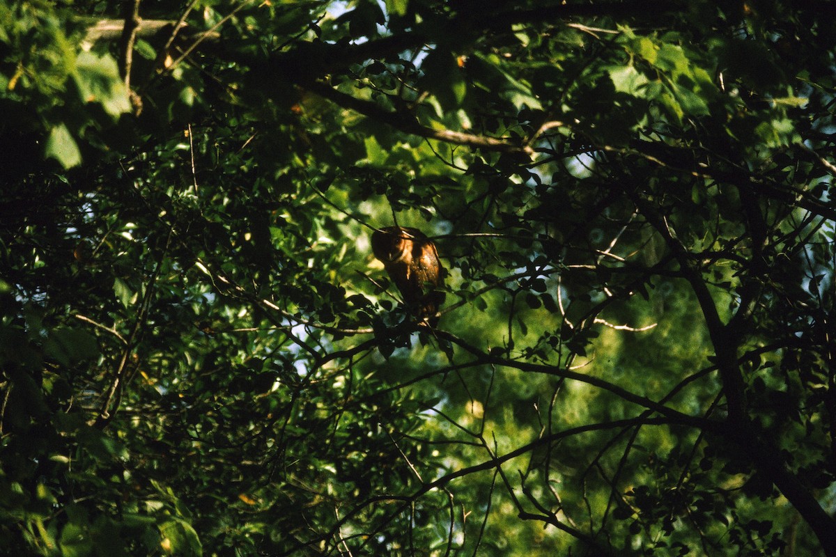 American Barn Owl - ML99285541