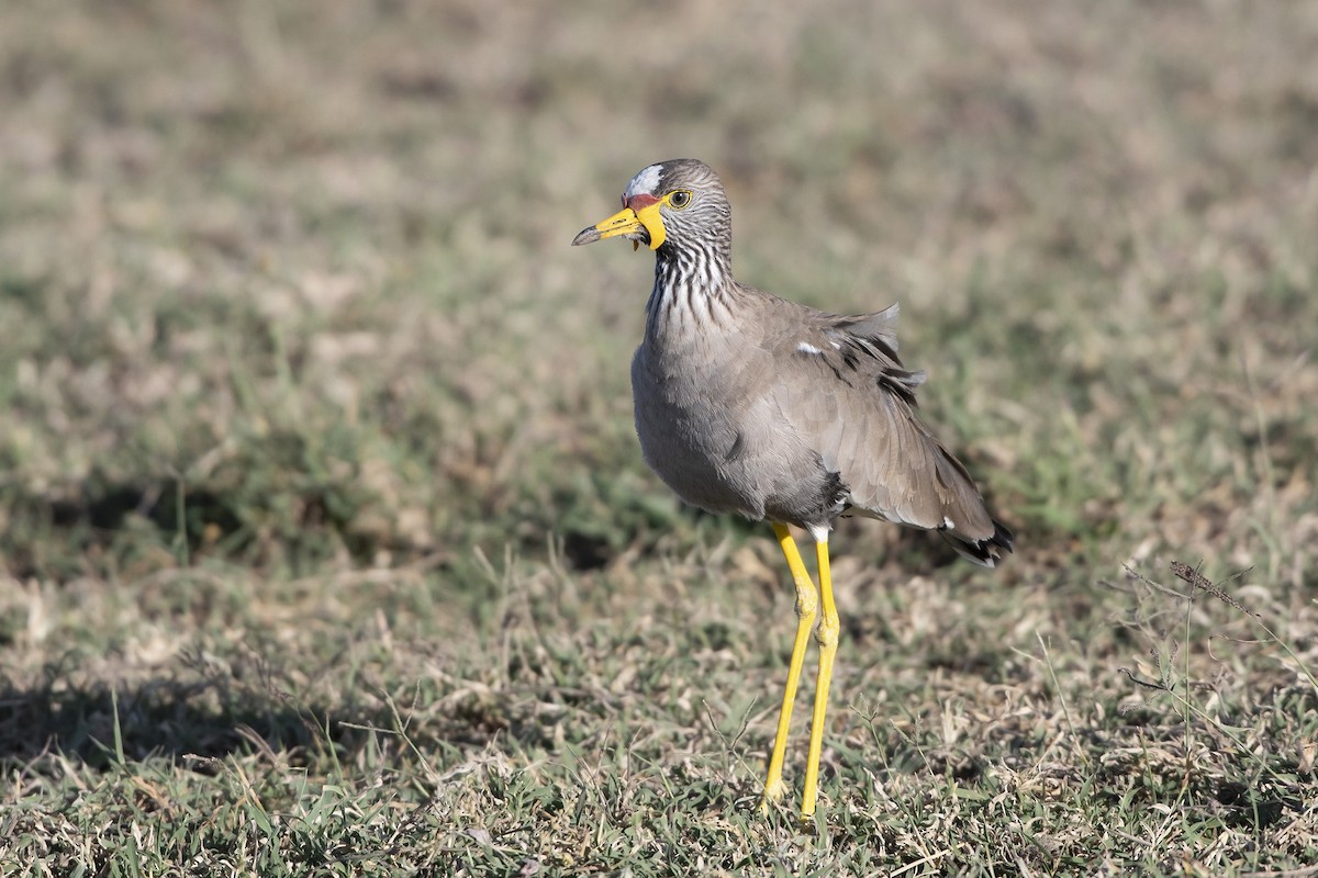 Vanneau du Sénégal - ML99286021