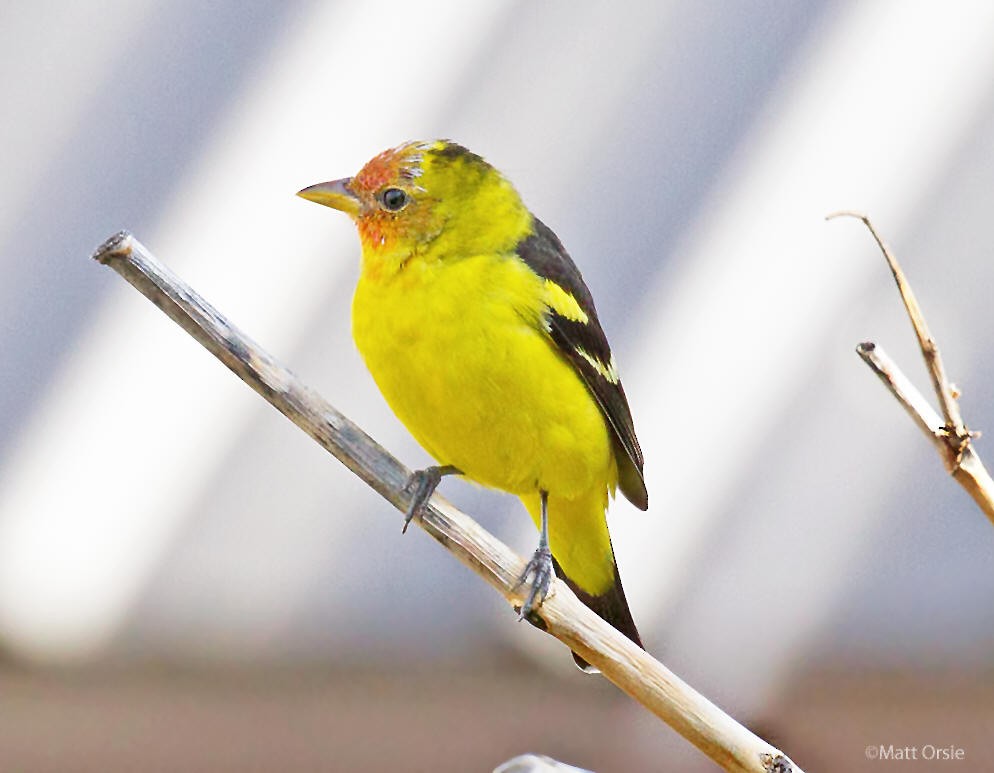 Western Tanager - ML99286691