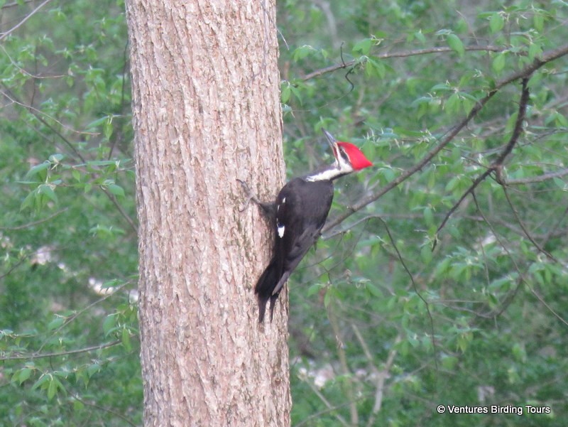 Pileated Woodpecker - ML99286811