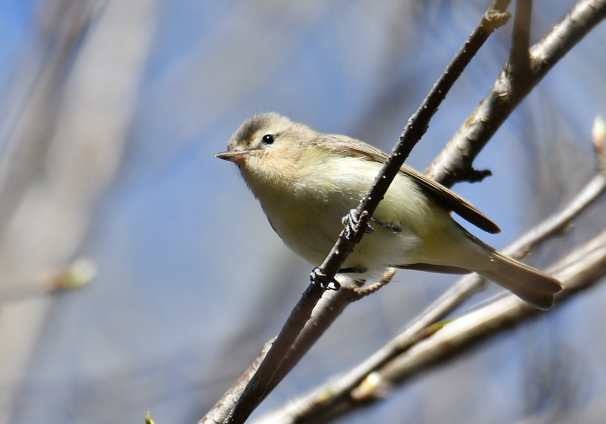 Warbling Vireo - ML99289051